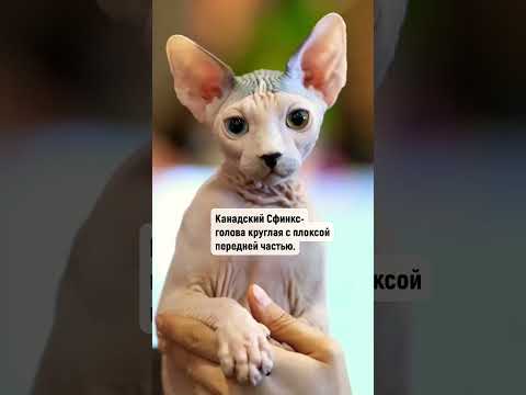 5 отличий Канадского Сфинкса от Донского ✅ #сфинкс #кошка #cat
