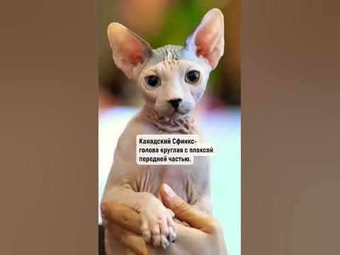5 отличий Канадского Сфинкса от Донского #сфинкс #кошка #cat - YouTube