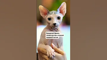5 отличий Канадского Сфинкса от Донского ✅ #сфинкс #кошка #cat