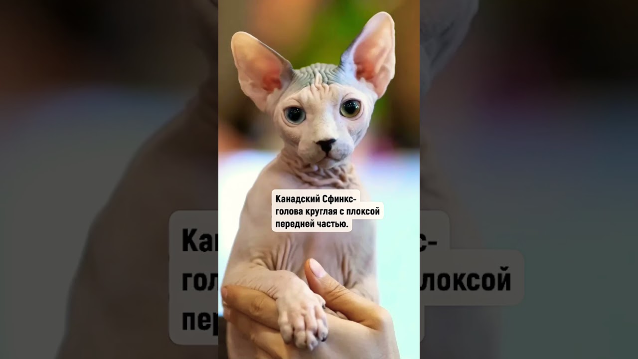 5 отличий Канадского Сфинкса от Донского ✅ #сфинкс #кошка #cat