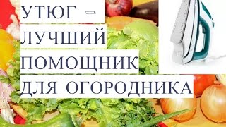 Утюг - Лучший Помощник для Огородника! Чтобы Огород Был в Радость!