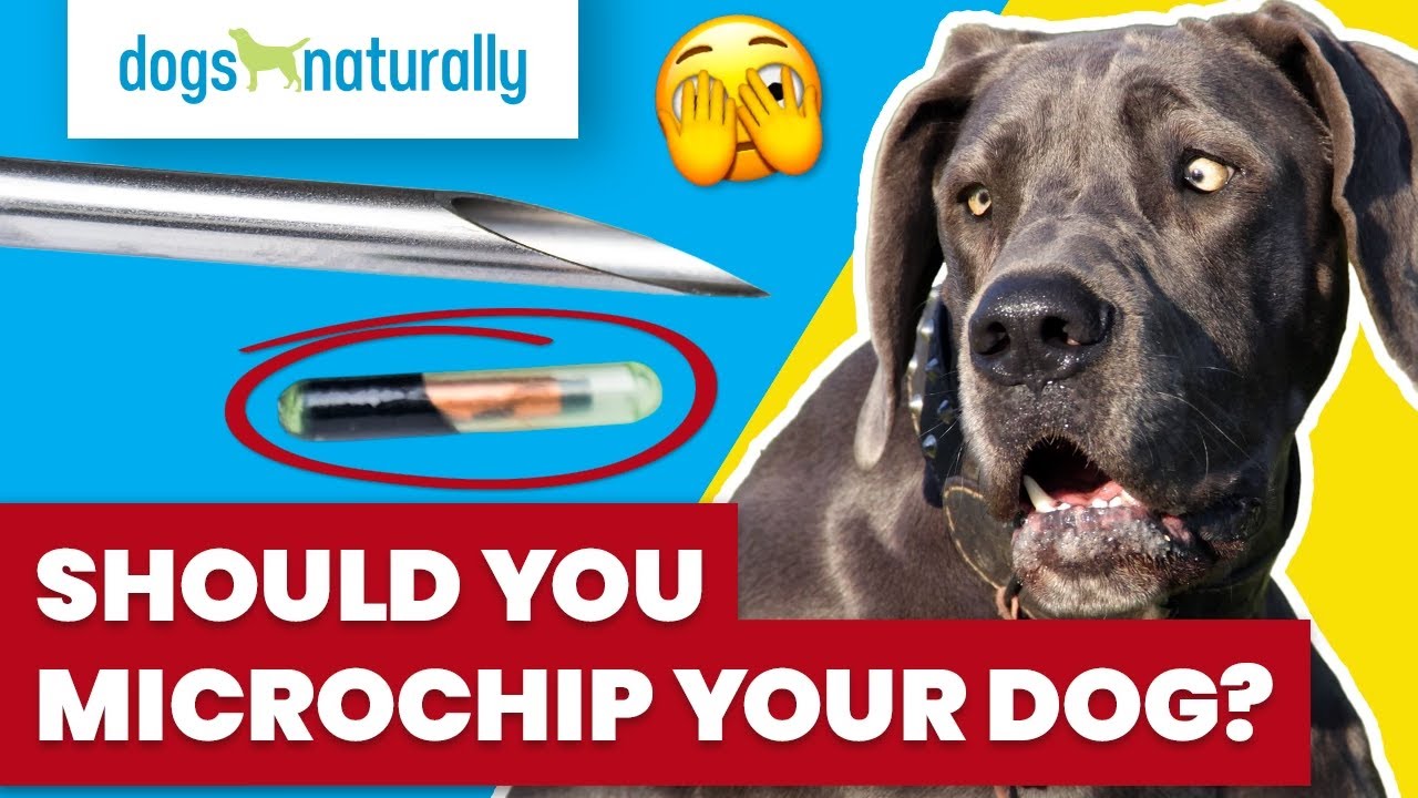 do i have to have my dog microchipped