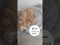 眠い時の返事の仕方はこうです(コッカースパニエル)
