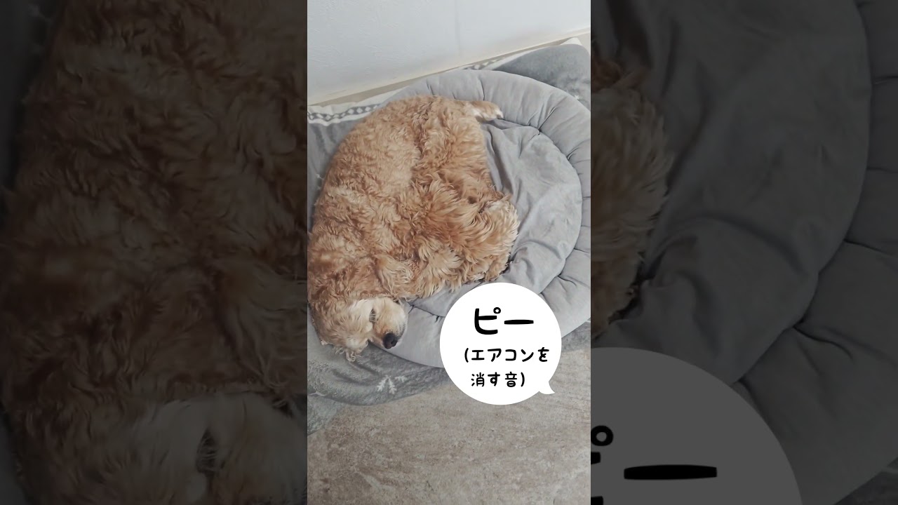 眠い時の返事の仕方はこうです(コッカースパニエル)