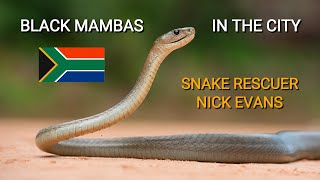 Deadly venomous Black mambas in the city, snake rescuer Nick Evans talks about his job