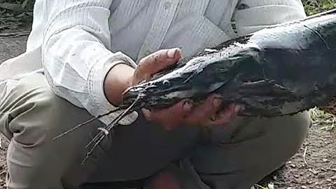 Chinh phục thủy quái cầu lớn hóc môn