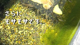 めだか次の発送2月28日さん 4月になりますが、メダカ