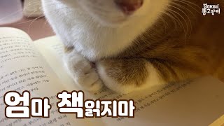 얼른 침대에 눕자고 보채는 고양이 by 김마미네 똥고양이Kim Mother's cats 2,388 views 11 months ago 3 minutes, 50 seconds
