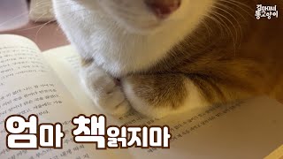 얼른 침대에 눕자고 보채는 고양이