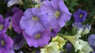 Time to relax - Summer Flowers & music - Pics by Jeff screenshot 2