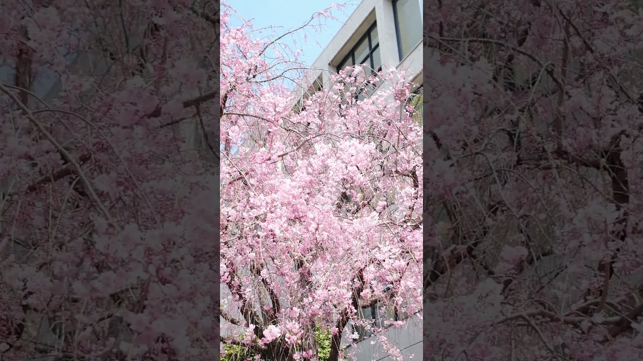 京都🌸街角の桜 洛星高校（2025 /4/7） #京都の桜 #満開 #お散歩