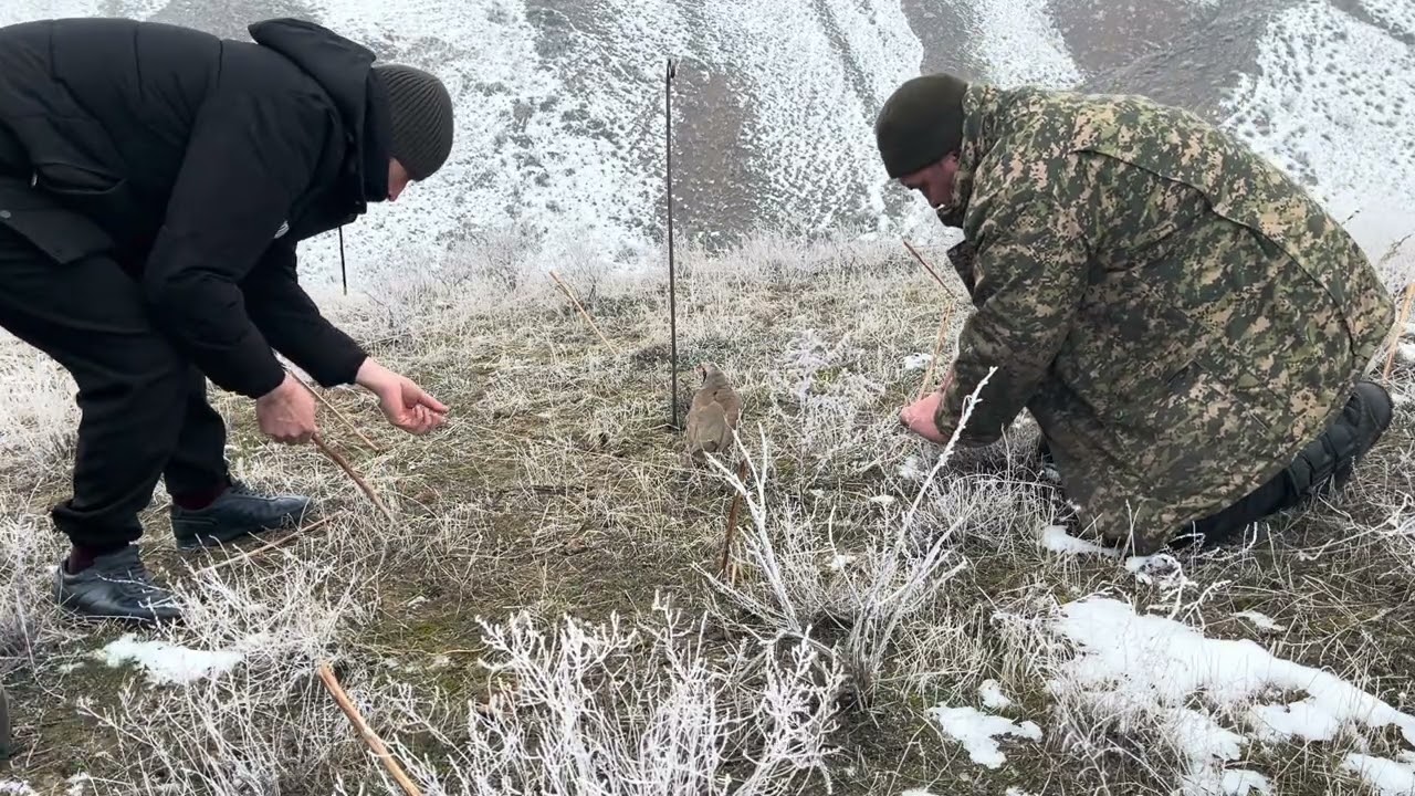 Охота на кеклика. Шикори кабк