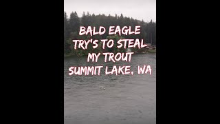 Bald Eagle Try's To Steal My Trout Summit Lake, Wa