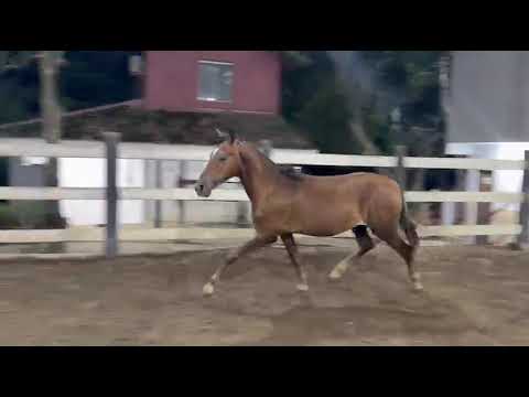 potro noturno da diesel x jornada galopante