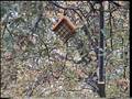 Suet Bird Feeders, Clingers and Jay Birds Suet Bird Feeders, Clingers and Jay Birds