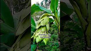 Biji Pisang Sunan Bonang #facts #viral #short