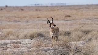 Stock Video - Pronghorn buck rubbing his face on a tumbleweed