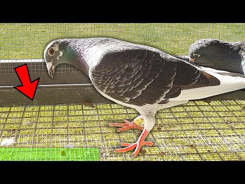 Click to Play Video