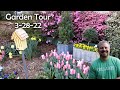 Garden Tour - Tulips, Violas, Daffodils, Native Blueberry, Daphne, Loropetalum