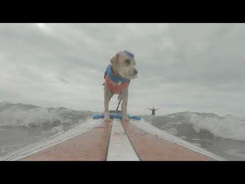 Surfing dog with