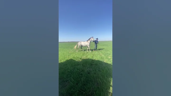 Releasing the stud to his mares at the ranch.