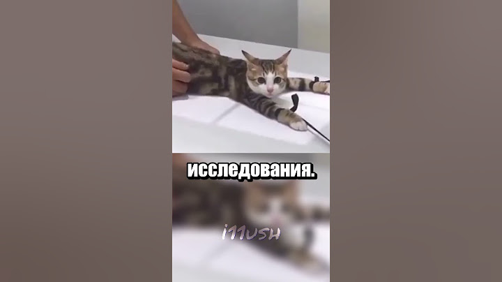 Рентген для котика (и не только)