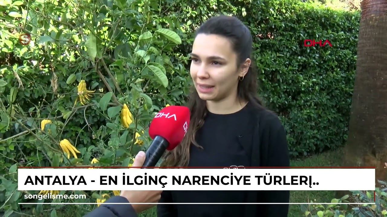 ANTALYA - En ilginç narenciye türleri, bu bahçede yetişiyor; Buda'nın eli, havyar limonu