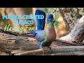 Purple crested Turacos - Wildlife Moments [4]