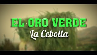 El oro verde - Testigo Directo HD