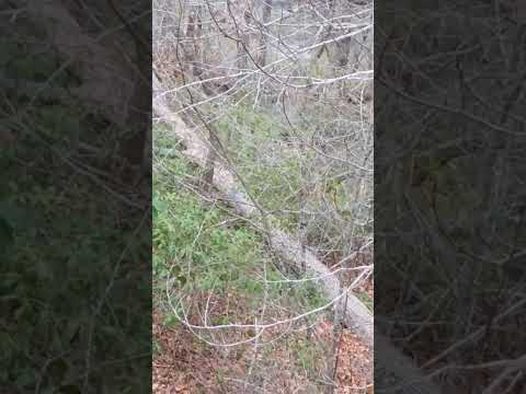 Taking Down a DEAD White Oak......a BEEKEEPER with a Chainsaw......BEE Careful!!!!! #treecutting