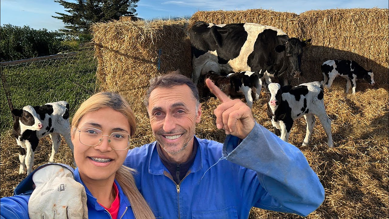 CUMPARAM 90 TAURASI de 3 zile