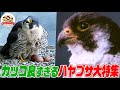 【ハヤブサまとめ】断崖絶壁から急降下し狩り!LAの高層ビルでも巣作り!仲良し日米ハヤブサ夫婦の子育て奮闘記 人間に育てられたヒナが帰ってきたら親は?(完全版)【どうぶつ奇想天外/WAKUWAKU】