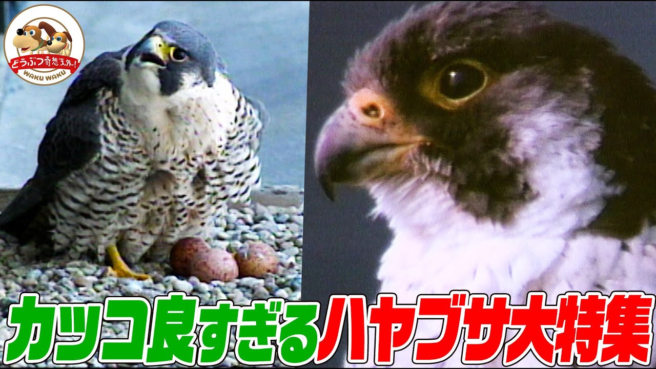 【ハヤブサまとめ】断崖絶壁から急降下し狩り！LAの高層ビルでも巣作り！仲良し日米ハヤブサ夫婦の子育て奮闘記 人間に育てられたヒナが帰ってきたら親は？（完全版）【どうぶつ奇想天外／WAKUWAKU】