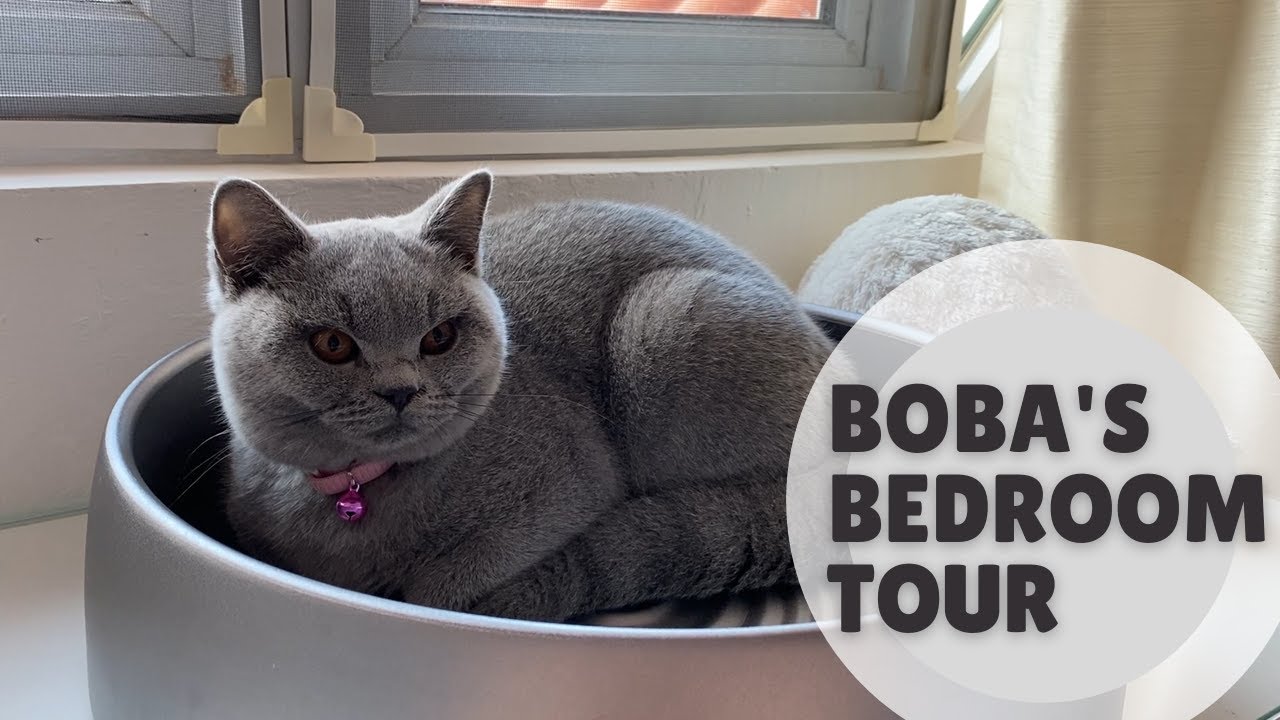 Boba's Bedroom Tour | Chubby Boba Cat