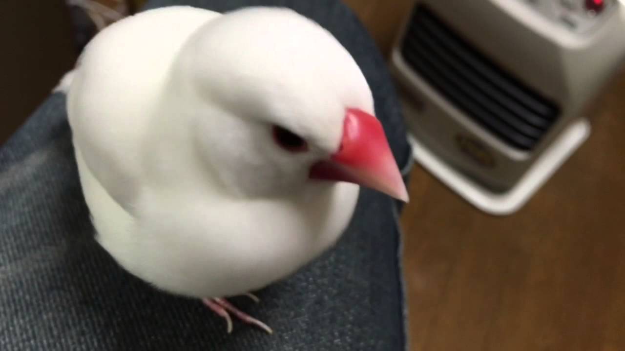 文鳥の綺麗なさえずり Youtube