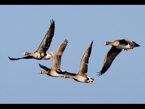 Greater White-fronted Goose