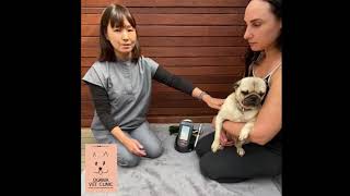K-Laser VET - Laser Acupuncture Dog Dr Kumiko Ogawa Melbourne