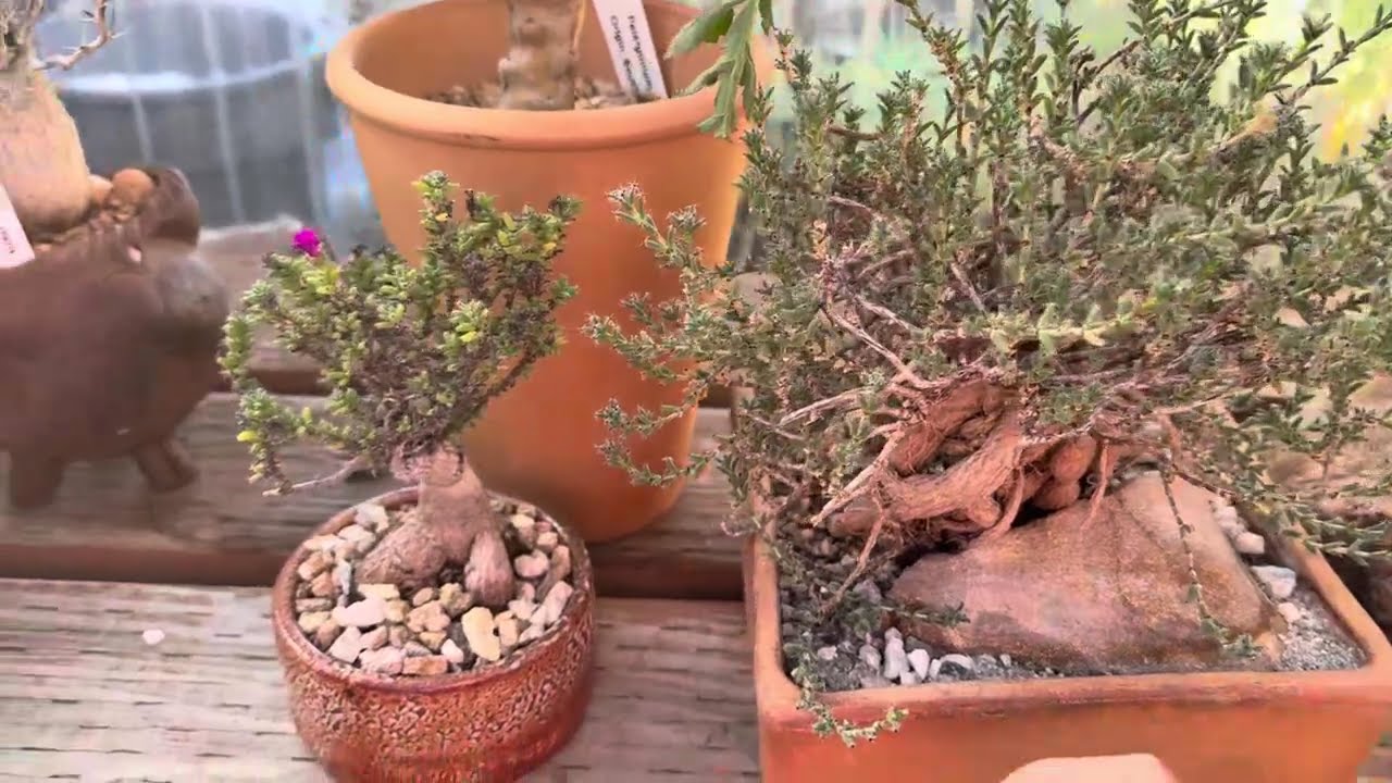 Blooming African Bonsai: This Tiny Tree Delivers Big Wonders!