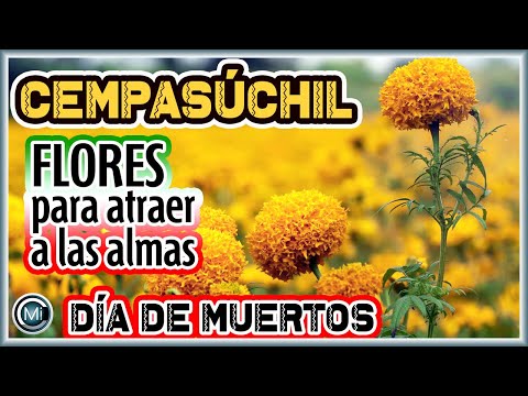 Flores de Cempasúchil para atraer a las almas al centro de México