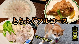 【愛犬と泊まれる宿山口】川棚グランドホテルお多福🐕とらふぐフルコースをはじめ里山、里海に包まれた山口下関の珍味を堪能できる温泉ホテル！ #ゲイカップル #柴犬 ＃豆柴