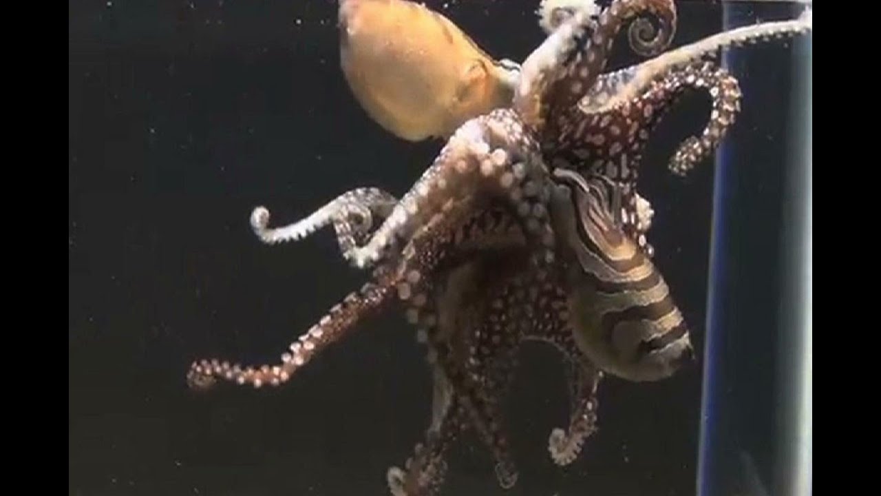 Unique Octopus Sex Caught On Camera Youtube