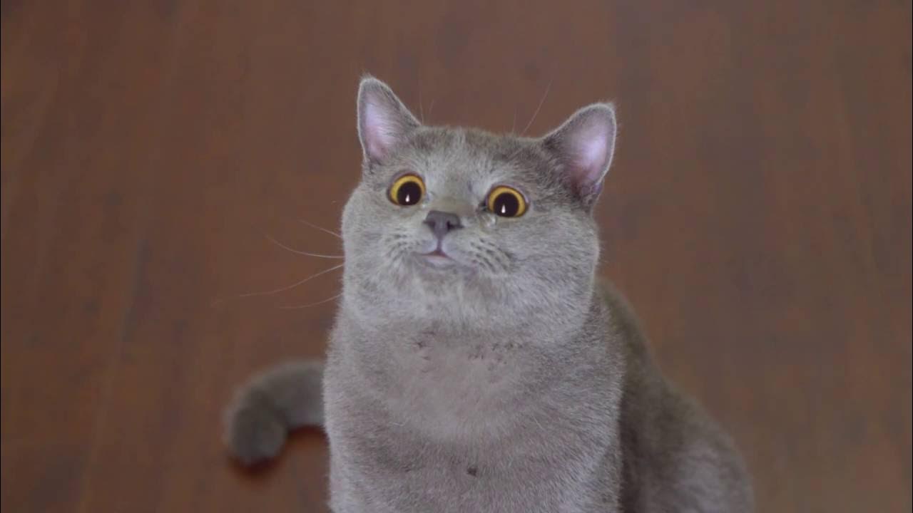 Steam Workshop::rip digiv2