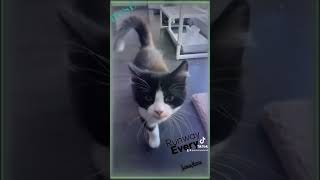 Jean-Luc And Nick - Maui Kitty On The Catwalk