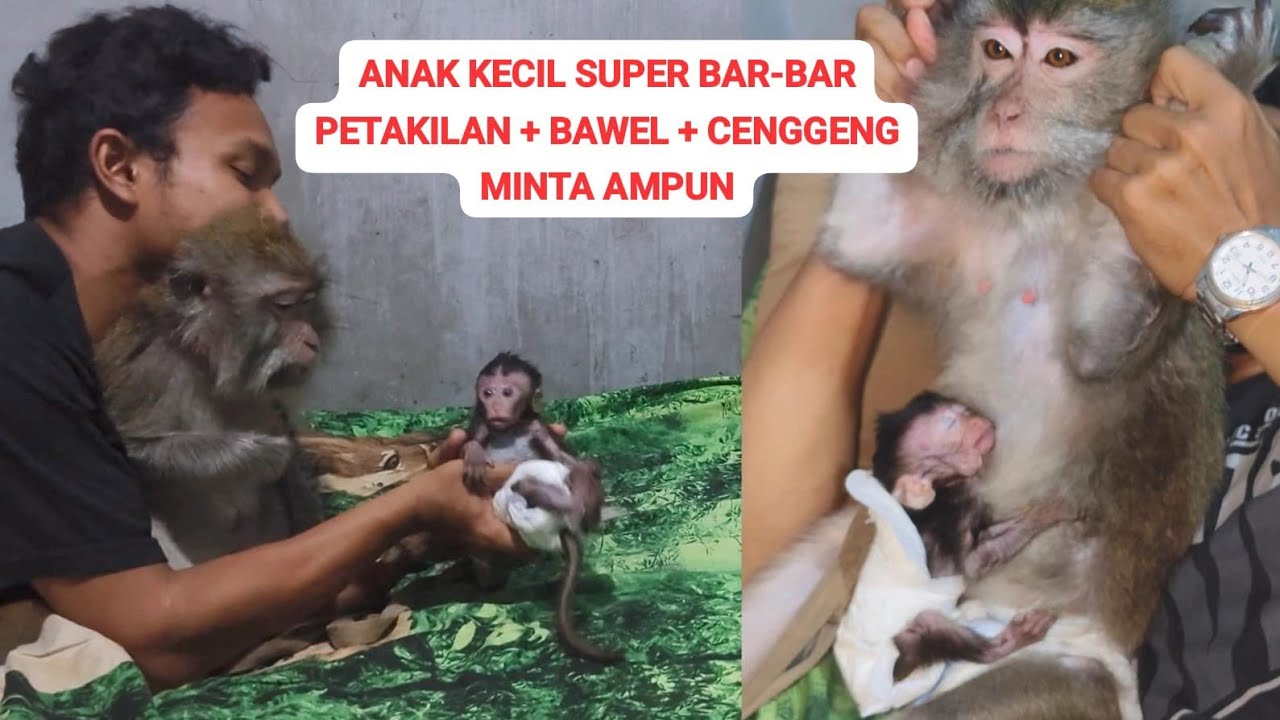 UPDATE PERKEMBANGAN ANAK MONYET MONA ‼️KUNTI BOGEL
