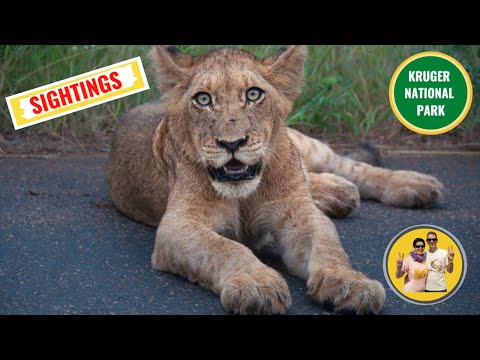 Kruger National Park: a day of sightings. From Lower Sabie to Skukuza Rest Camp