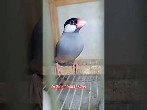 chim ăn chay các loại dễ nuôi dễ sinh sản