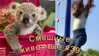 Смешные ЕНОТЫ, ПАНДЫ, СОБАКИ #39 / Ржачные животные 2022.