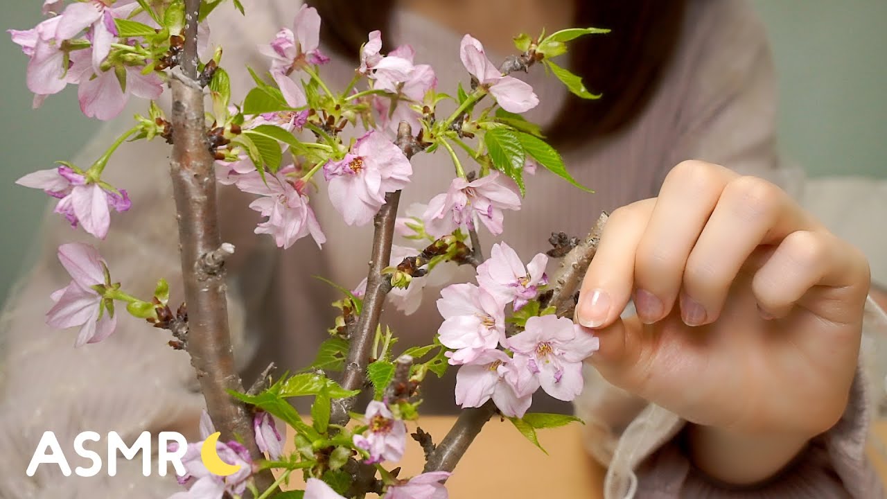 [ASMR] お花見しながら囁き雑談🌸 Whisper Chit Chat