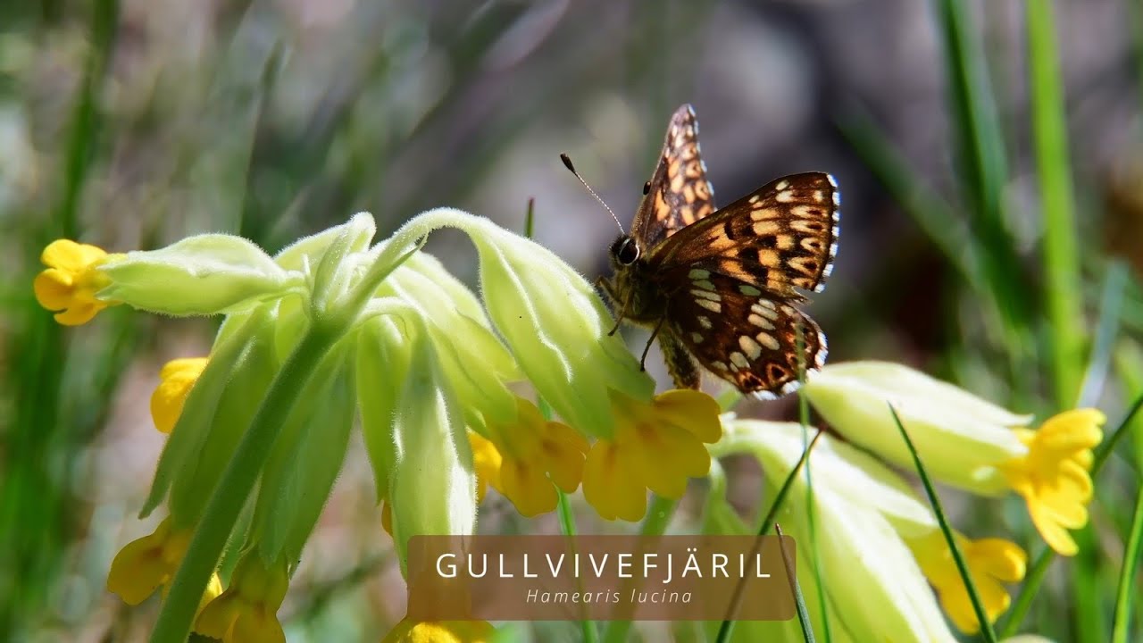 GULLVIVEFJÄRIL (Hamearis lucina/Duke of Burgenundy Fritillary)