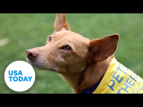 Pup wanders five miles away from home finds his way back | USA TODAY